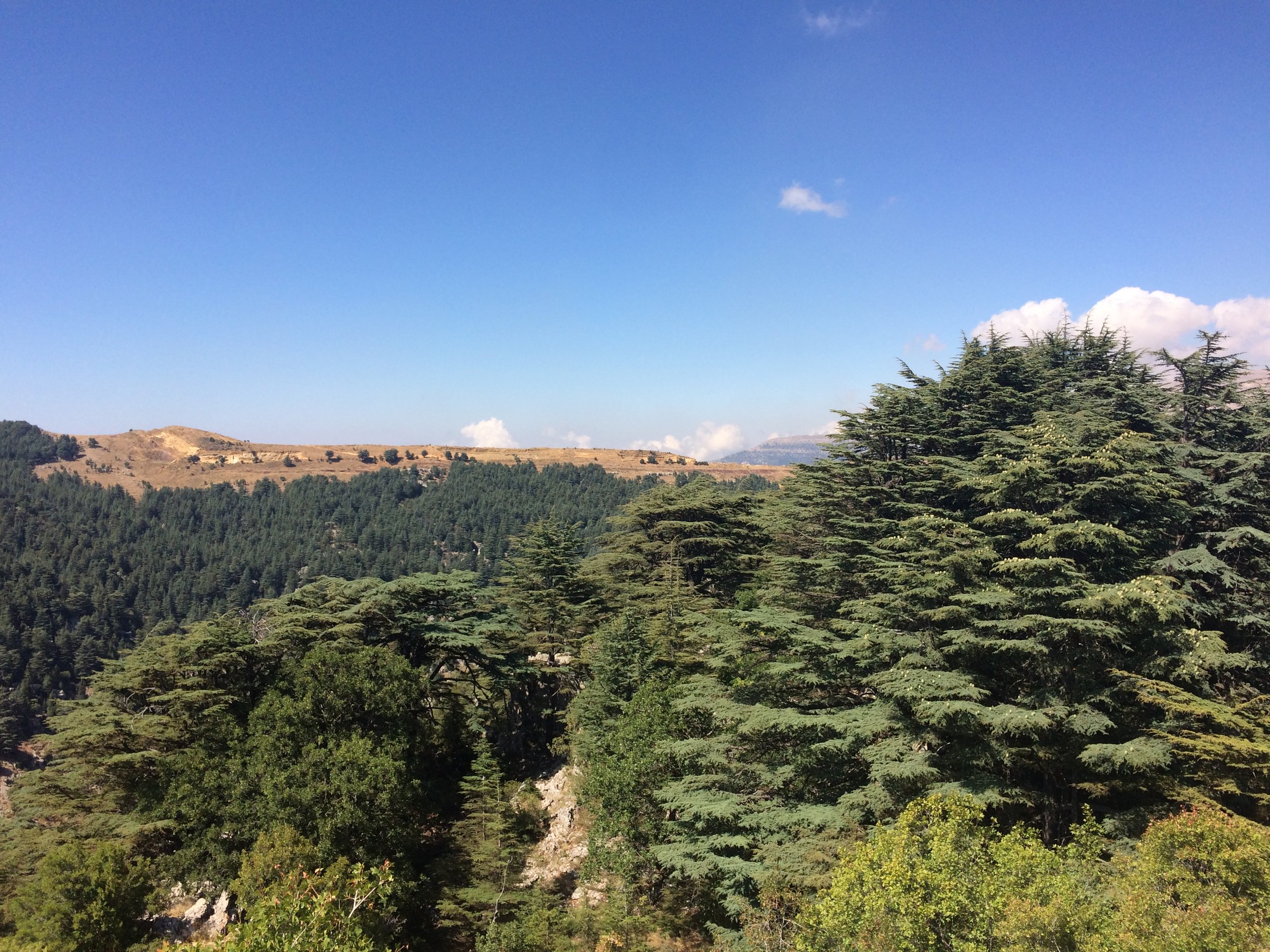 A Complete Guide to Tannourine Cedar Forest: Nature's Hidden Gem - Biodiversity and Conservation Efforts