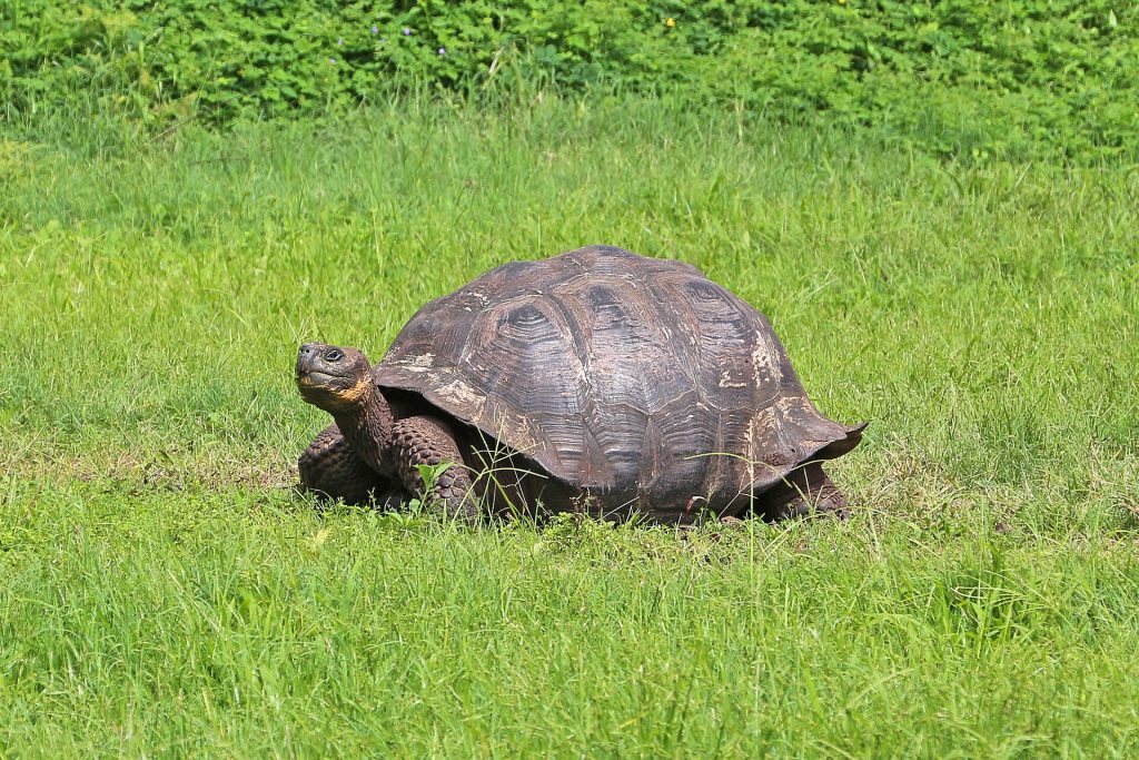 Giant tortoise on Santa Cruz Island in the Galapagos