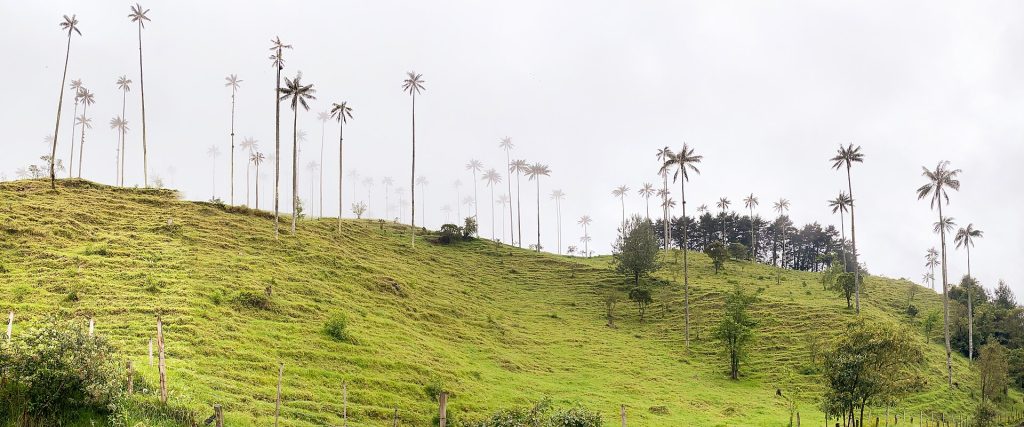 Wax palms in the green Cocora Valley in Colombia