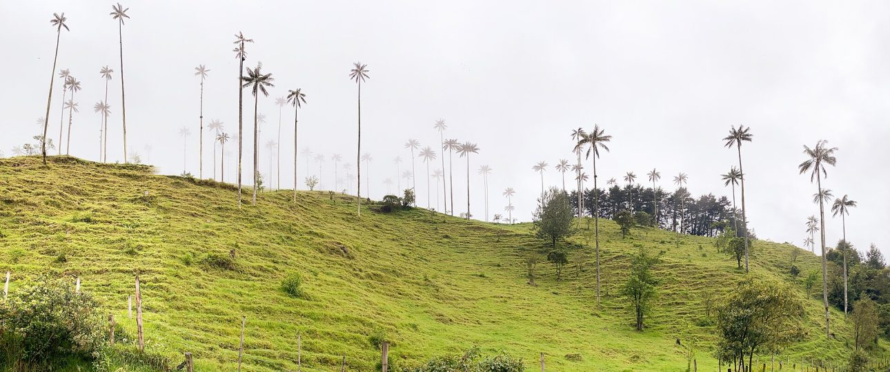 Wax palms in the green Cocora Valley in Colombia