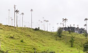Wax palms in the green Cocora Valley in Colombia